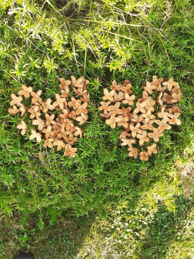 Baita Tana Da L'Ors Forgaria nel Friuli Exterior foto