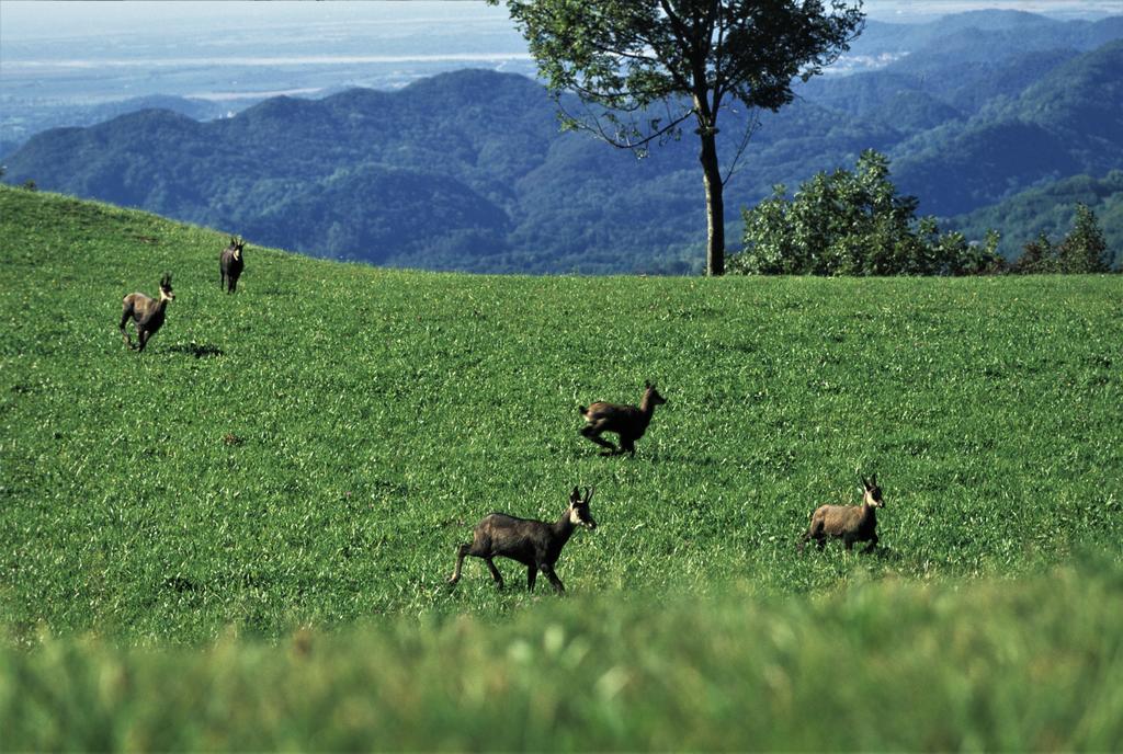 Baita Tana Da L'Ors Forgaria nel Friuli Exterior foto